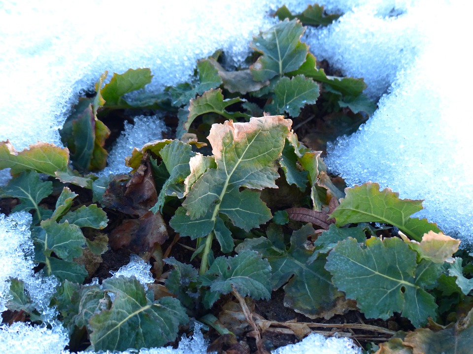 potager hiver